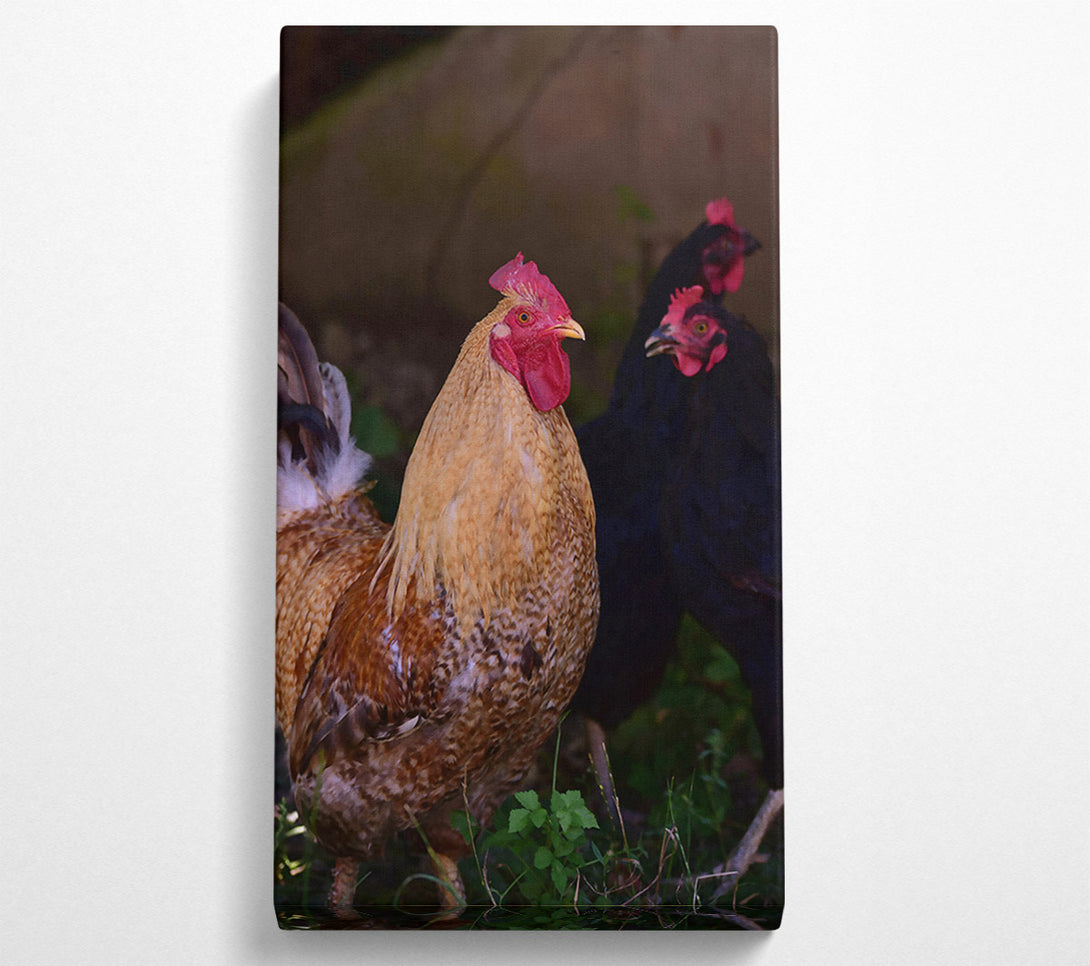  A Canvas Print of Golden Rooster In The Grass Canvas Print