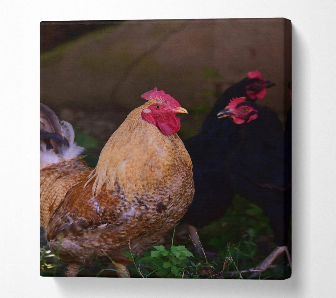  A Canvas Print of Golden Rooster In The Grass Canvas Print