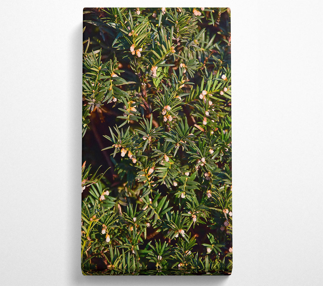  A Canvas Print of Green Spring Blossoms Canvas Art