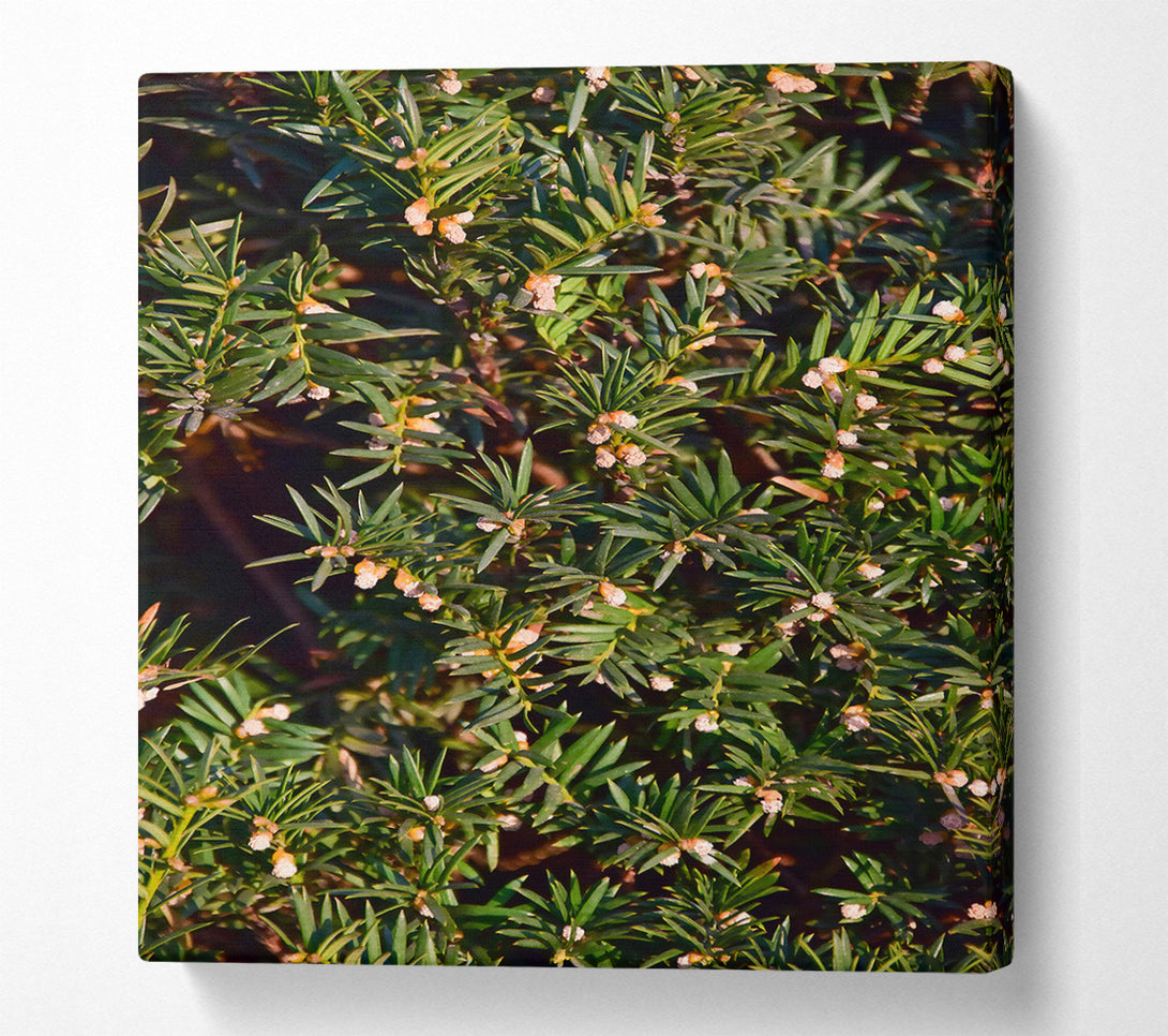  A Canvas Print of Green Spring Blossoms Canvas Art