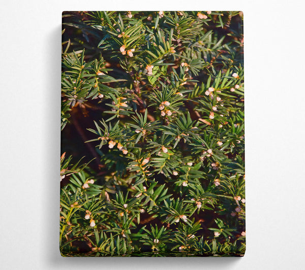  A Canvas Print of Green Spring Blossoms Canvas Art