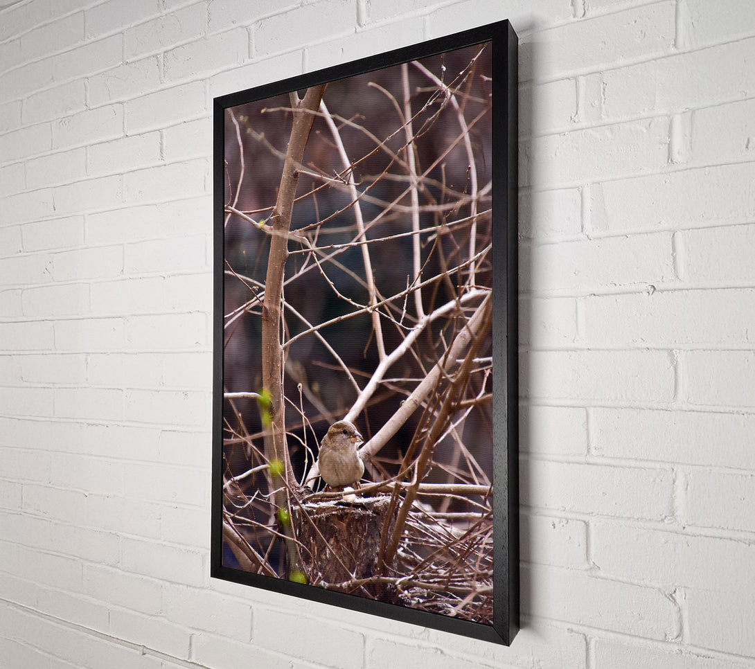  A Canvas Print of Brown Sparrow'S Perch Canvas Wall Art
