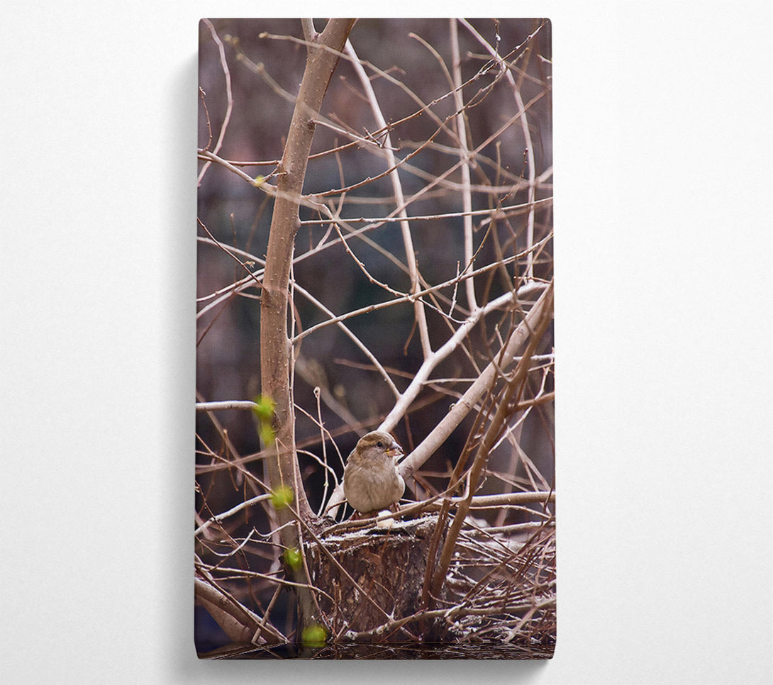  A Canvas Print of Brown Sparrow'S Perch Canvas Wall Art