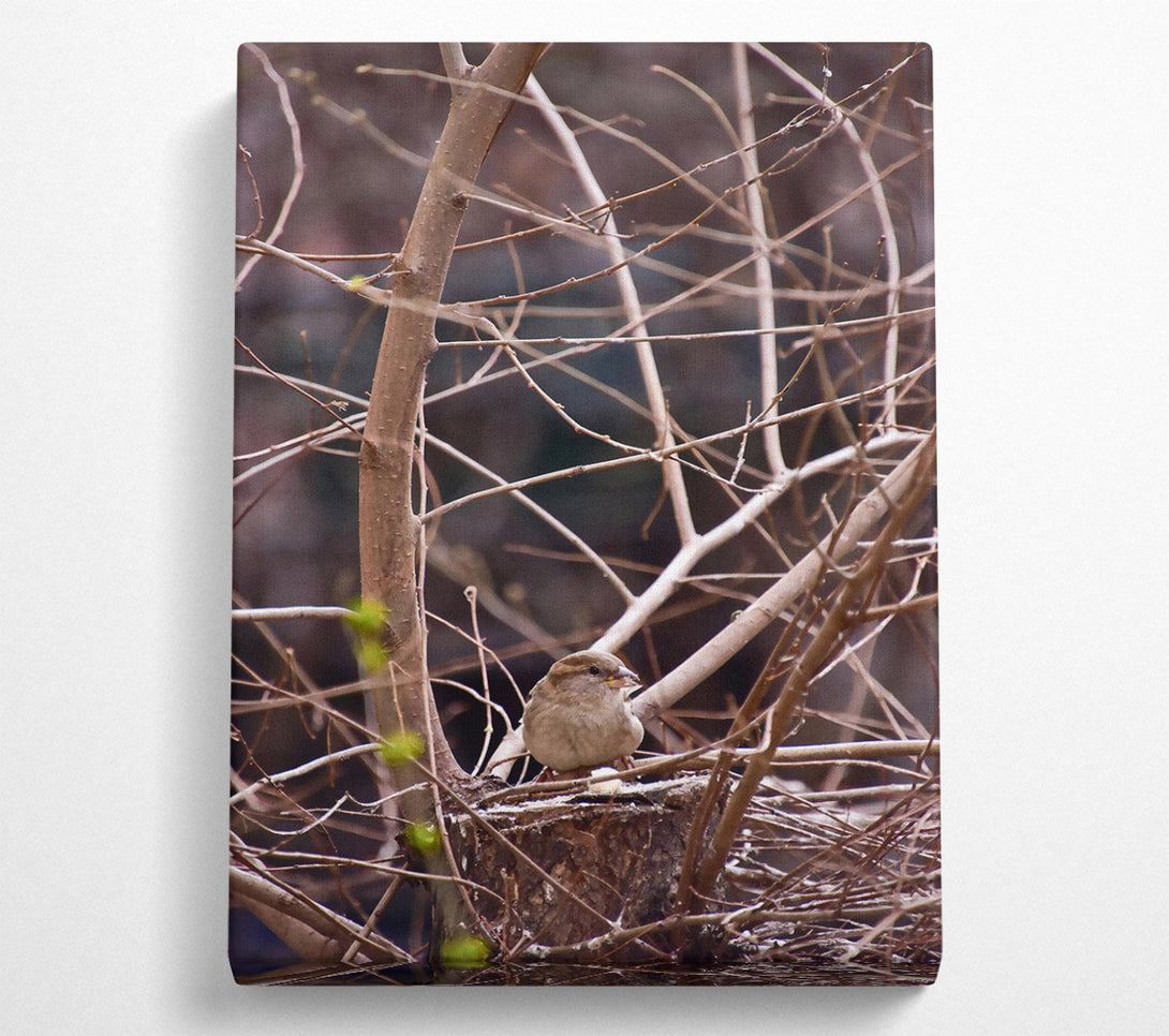  A Canvas Print of Brown Sparrow'S Perch Canvas Wall Art