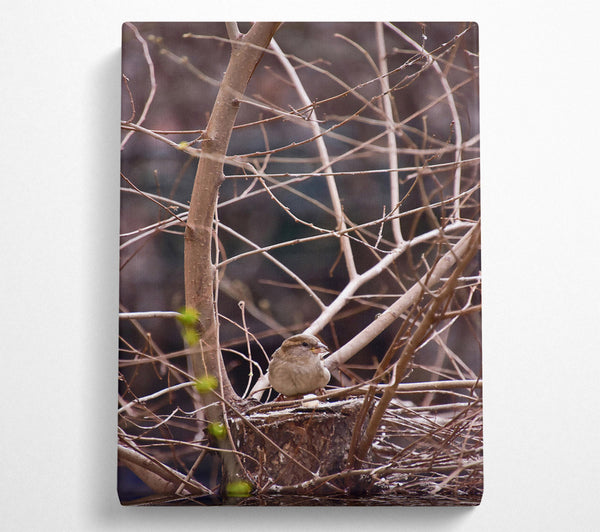  A Canvas Print of Brown Sparrow'S Perch Canvas Wall Art
