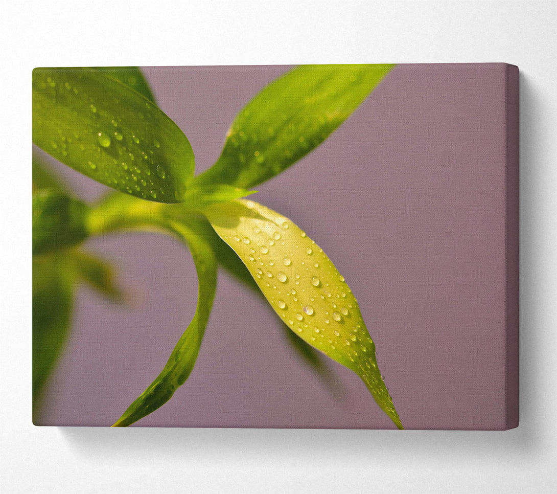  A Canvas Print of Emerald Dewdrops Canvas Print