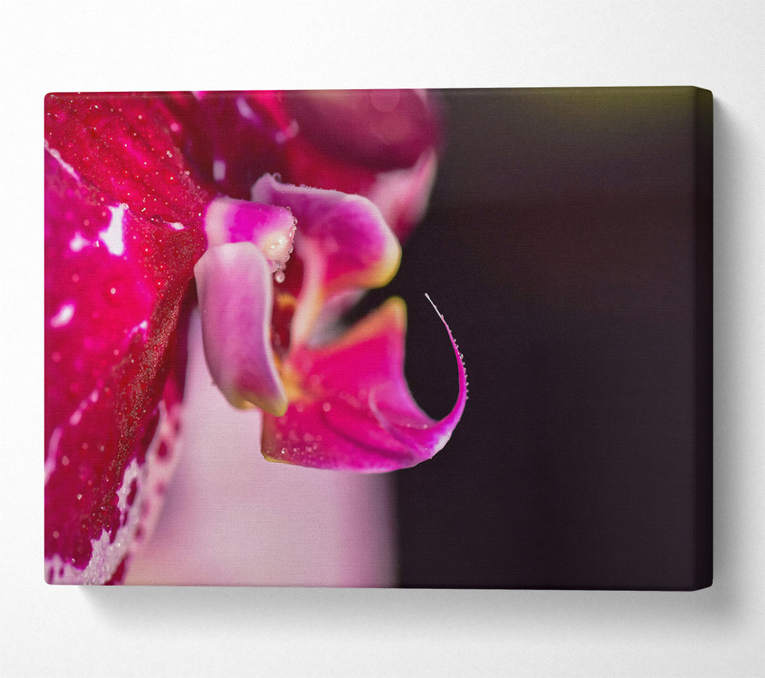  A Canvas Print of Crimson Orchid Bloom Canvas Wall Art