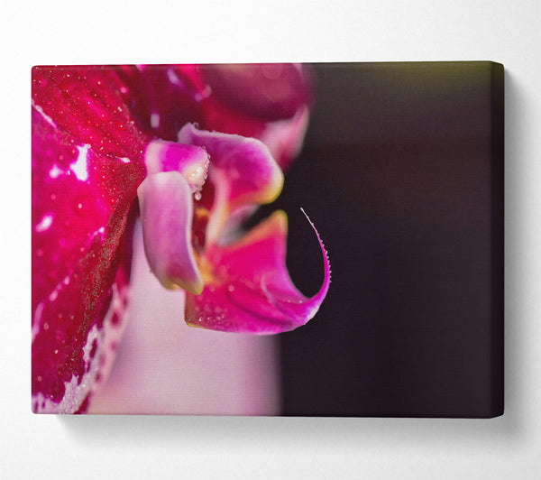  A Canvas Print of Crimson Orchid Bloom Canvas Wall Art