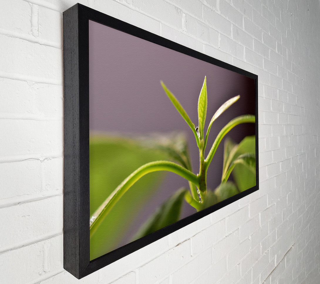  A Canvas Print of Green Sprout Ascending Canvas Print