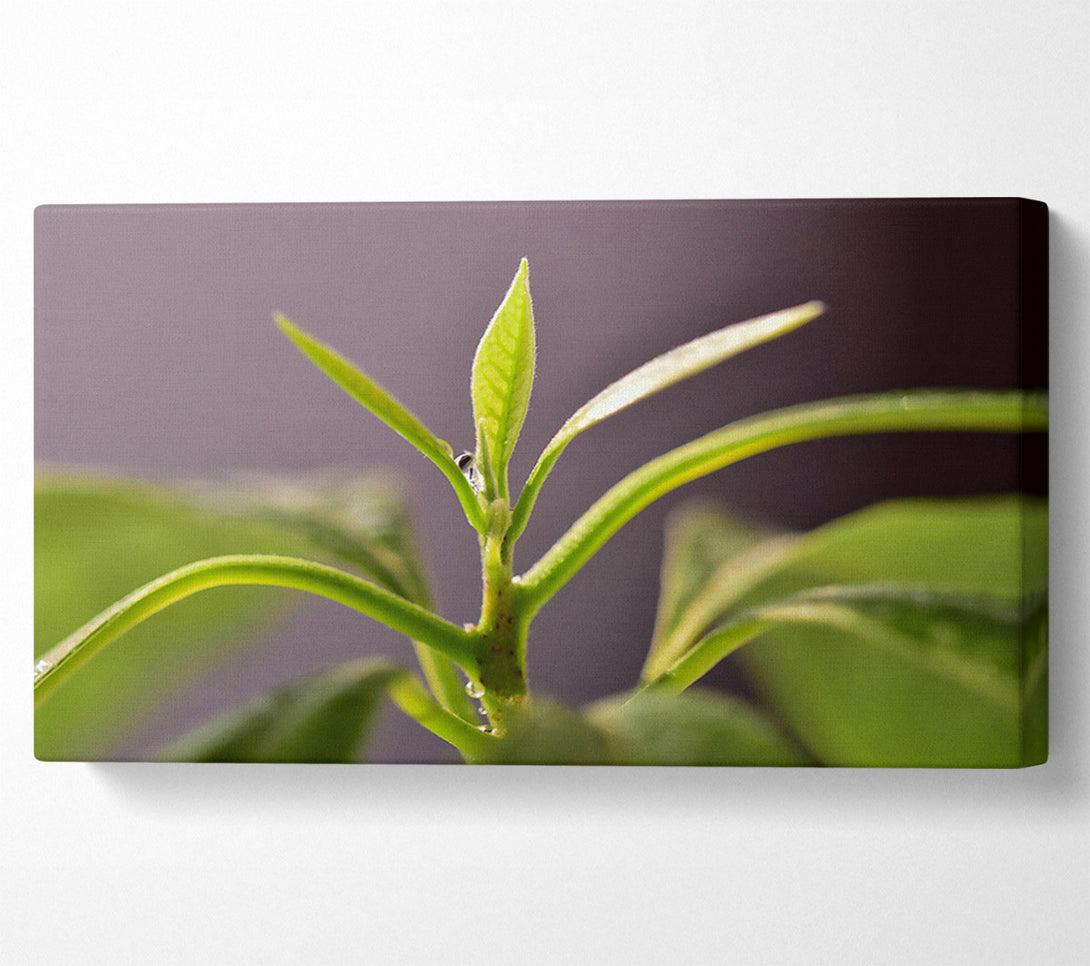  A Canvas Print of Green Sprout Ascending Canvas Print