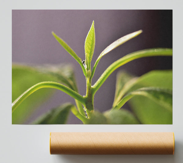 Green Sprout Ascending Print