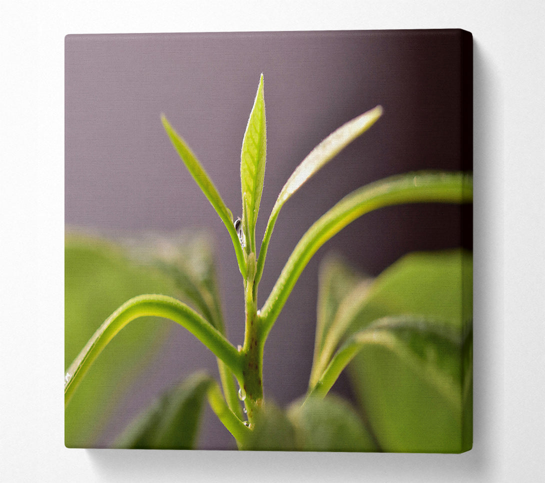  A Canvas Print of Green Sprout Ascending Canvas Print