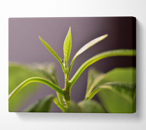  A Canvas Print of Green Sprout Ascending Canvas Print