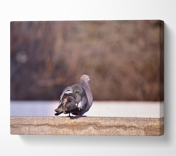  A Canvas Print of Grey Pigeon On Edge Canvas Art