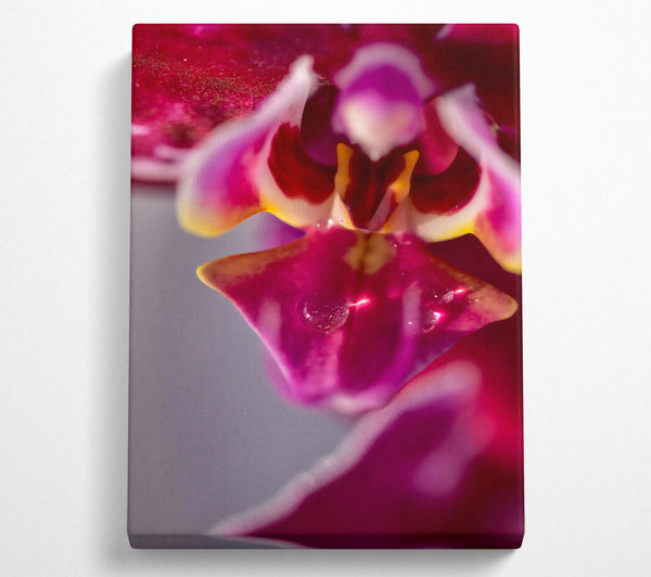  A Canvas Print of Pink Orchid Dewdrop Canvas Wall Art