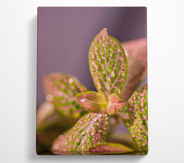  A Canvas Print of Pink Dewy Leaves Canvas Wall Art