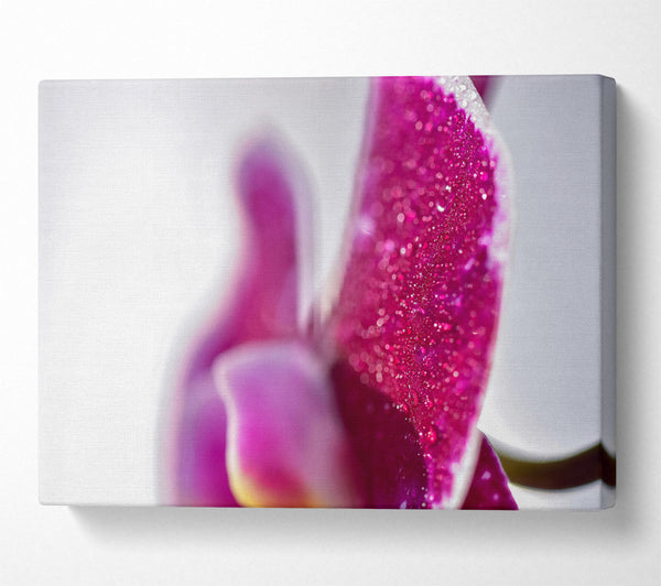  A Canvas Print of Fuchsia Dew Drops Canvas Print