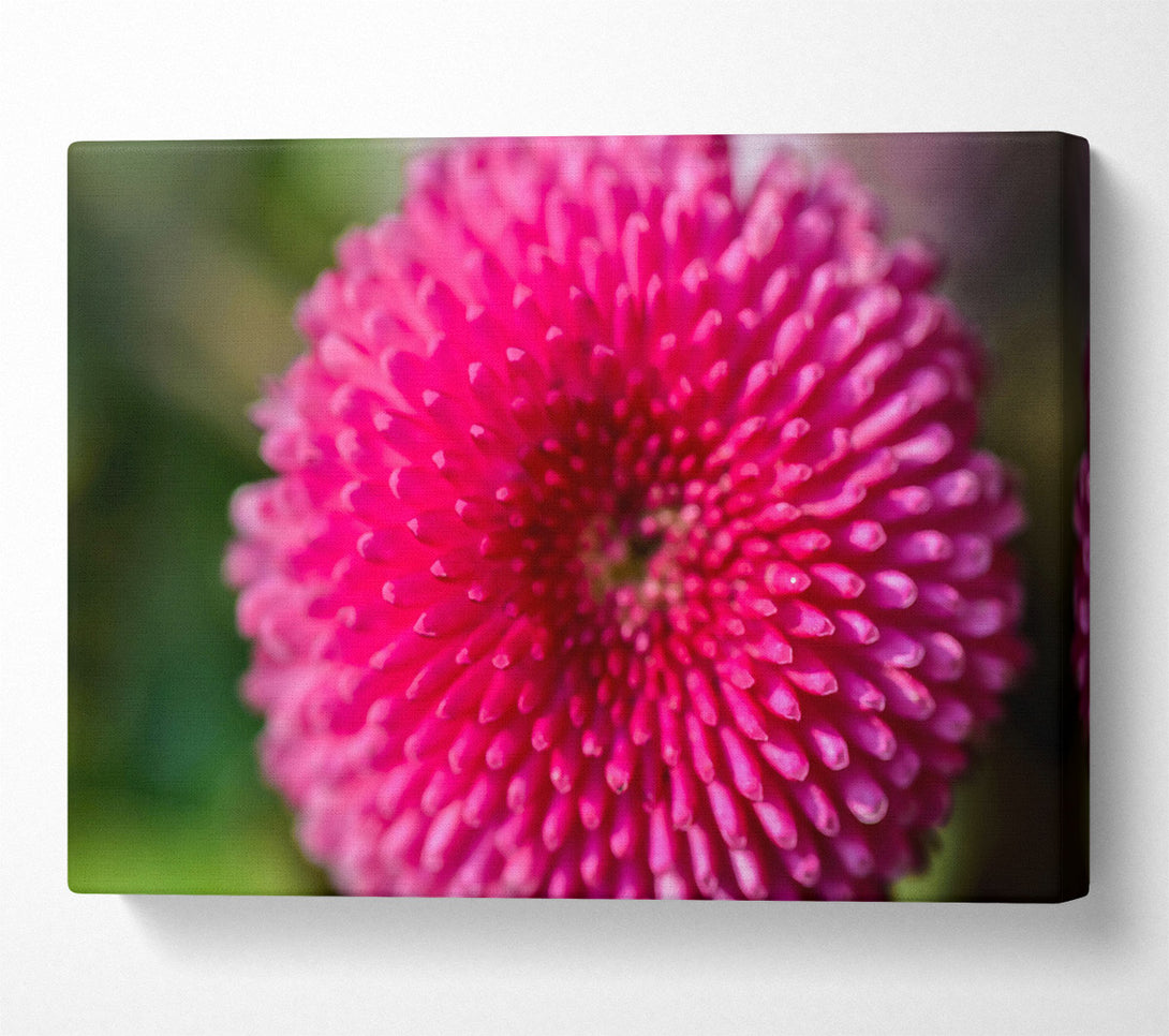  A Canvas Print of Fuchsia Flower Bloom Canvas Print