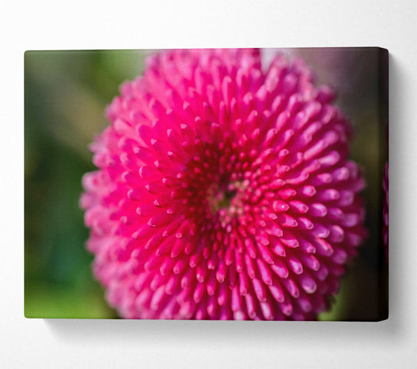  A Canvas Print of Fuchsia Flower Bloom Canvas Print
