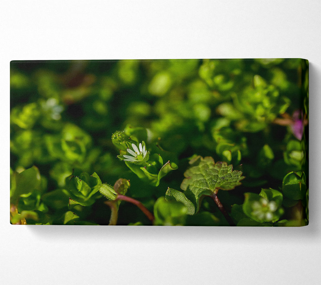  A Canvas Print of Green Bloom'S Whisper Canvas Wall Art