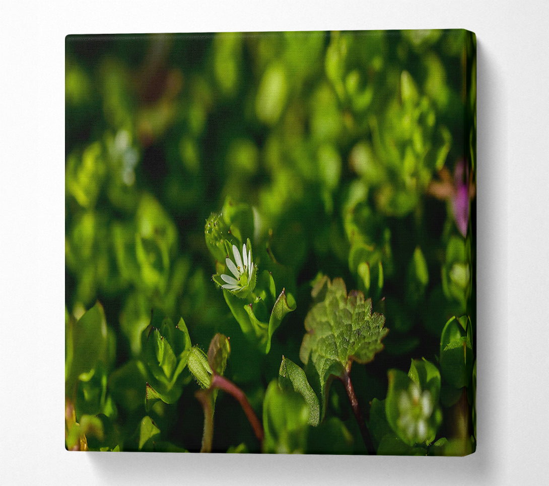  A Canvas Print of Green Bloom'S Whisper Canvas Wall Art