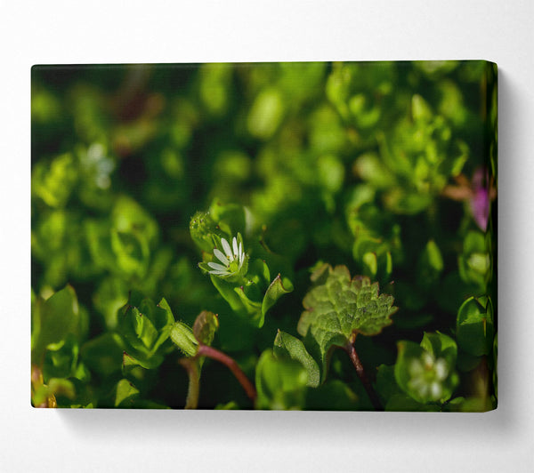  A Canvas Print of Green Bloom'S Whisper Canvas Wall Art