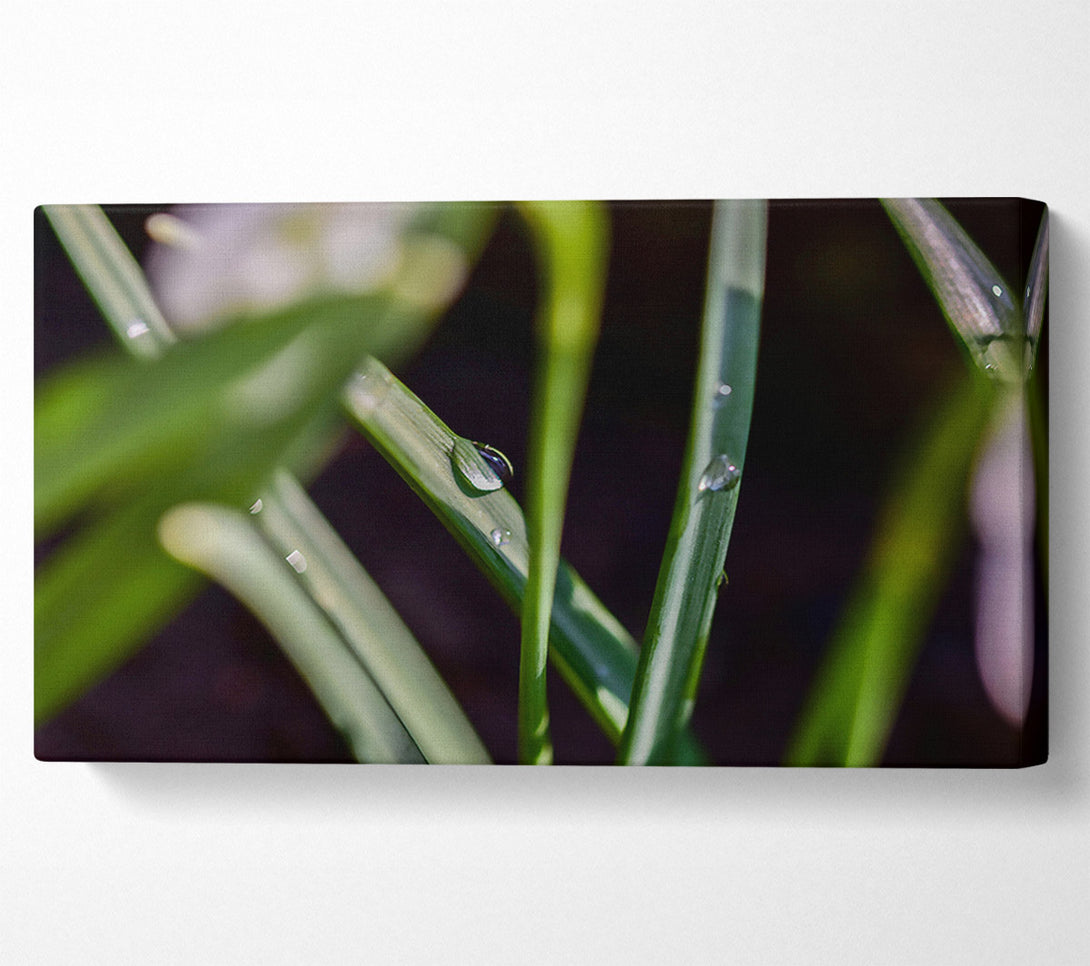  A Canvas Print of Emerald Dewdrop Canvas Art