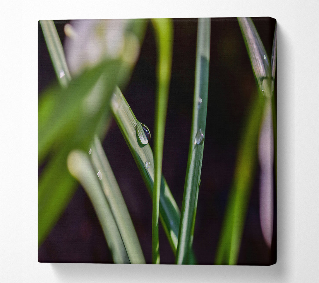 A Canvas Print of Emerald Dewdrop Canvas Art