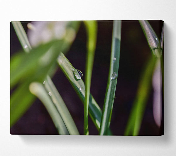  A Canvas Print of Emerald Dewdrop Canvas Art