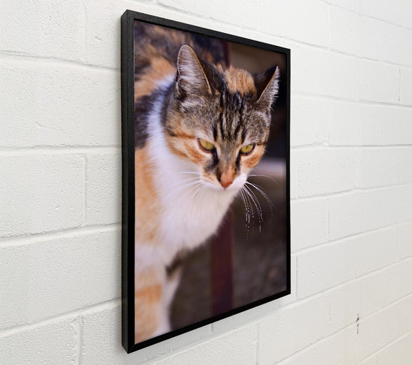 White And Orange Feline Glance