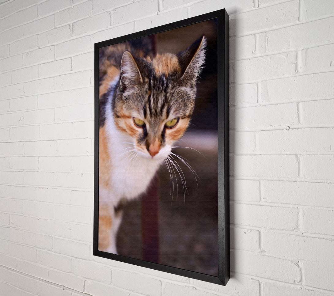  A Canvas Print of White And Orange Feline Glance Canvas Print