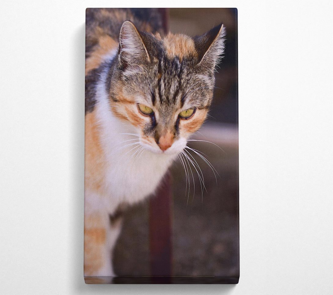  A Canvas Print of White And Orange Feline Glance Canvas Print