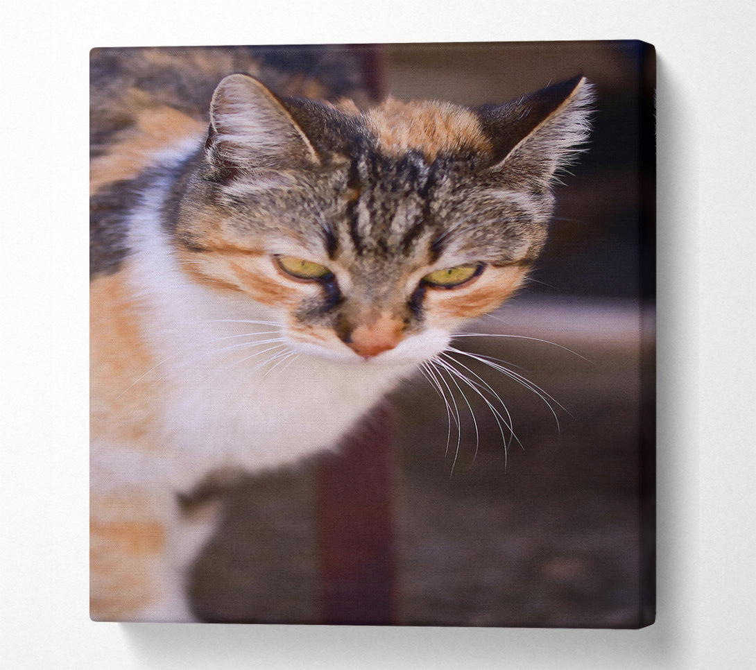  A Canvas Print of White And Orange Feline Glance Canvas Print