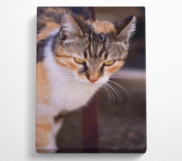  A Canvas Print of White And Orange Feline Glance Canvas Print