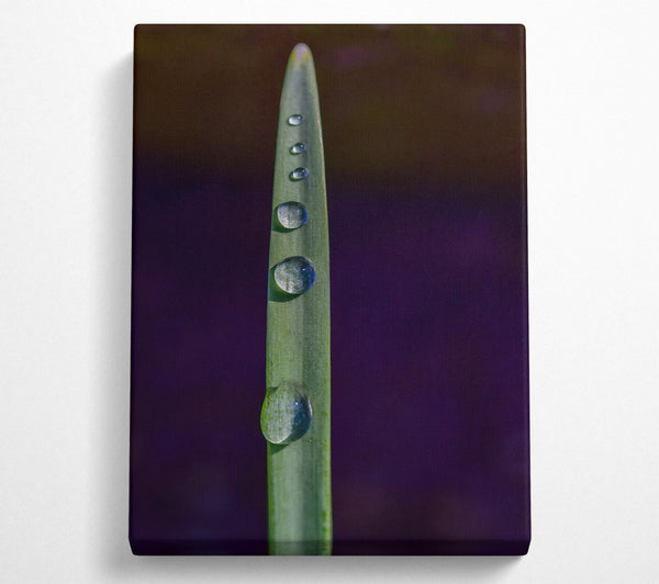  A Canvas Print of Green Dew Drops Canvas Art