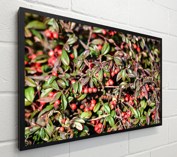 Red Berries And Green Leaves