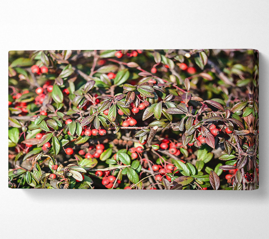  A Canvas Print of Red Berries And Green Leaves Canvas Wall Art