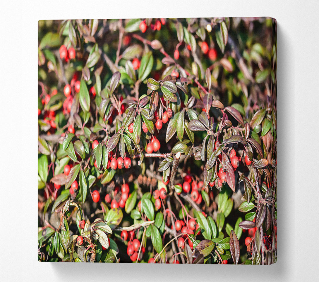 A Canvas Print of Red Berries And Green Leaves Canvas Wall Art