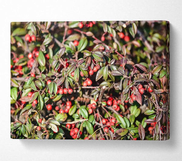  A Canvas Print of Red Berries And Green Leaves Canvas Wall Art