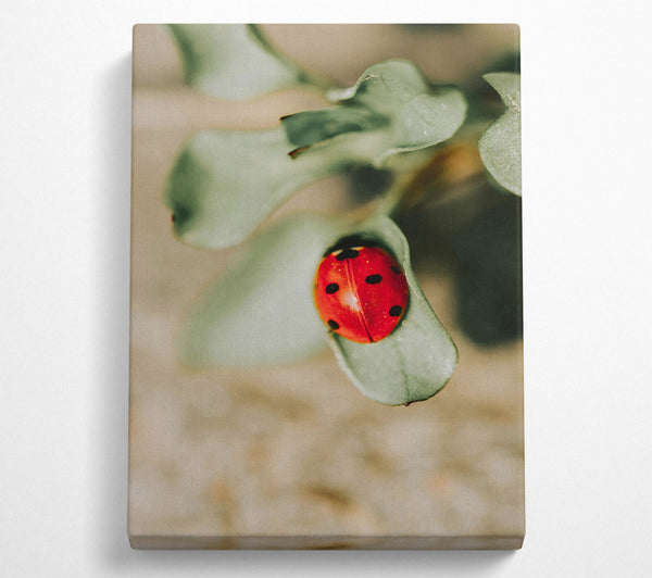  A Canvas Print of Green Leaf Ladybug Canvas Print