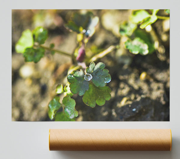 Emerald Green Dewdrop Giclee Print