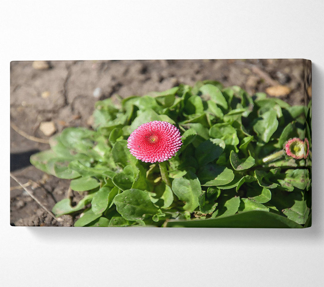  A Canvas Print of Pink Bloom In Spring Canvas Art