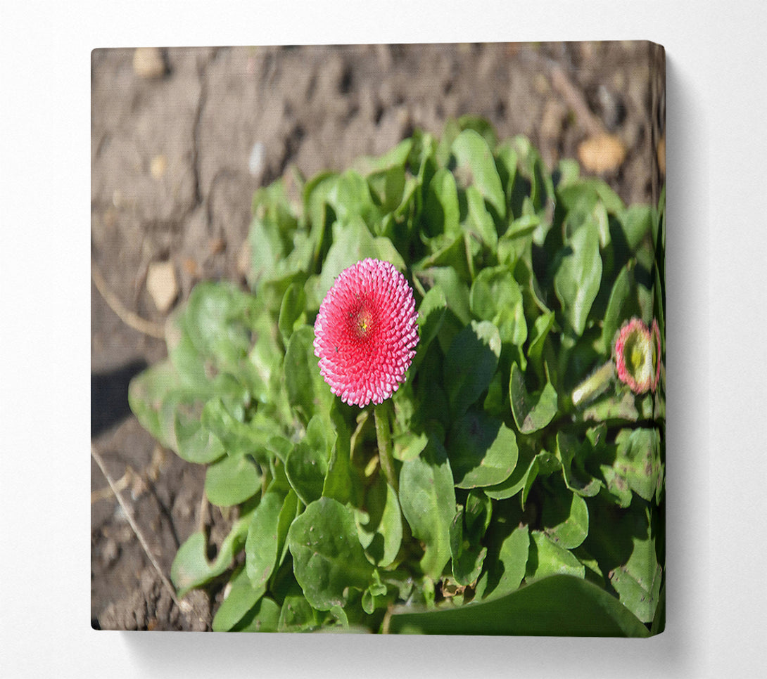  A Canvas Print of Pink Bloom In Spring Canvas Art