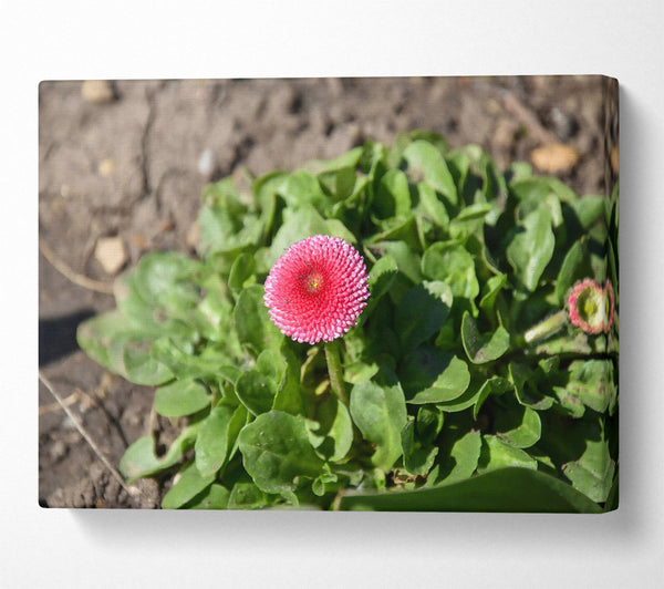  A Canvas Print of Pink Bloom In Spring Canvas Art