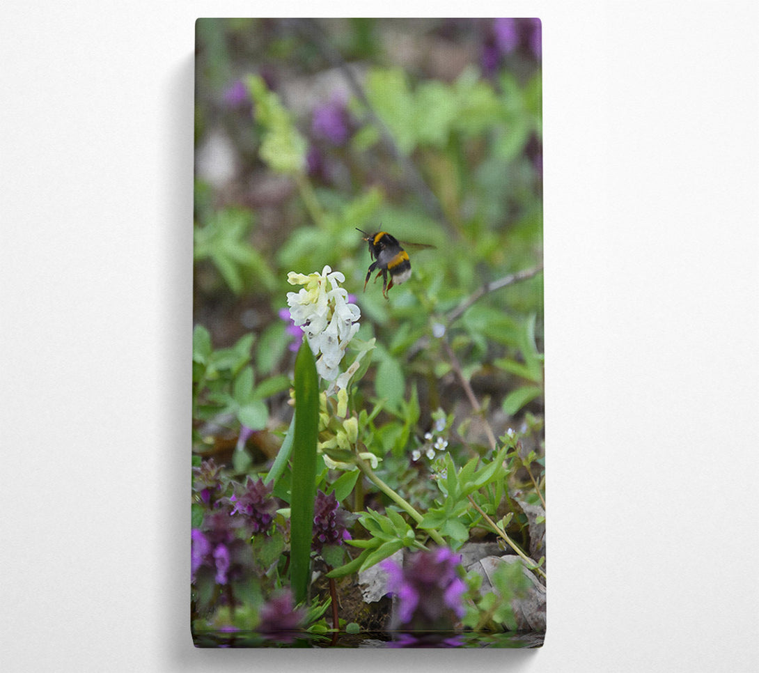  A Canvas Print of Green Bumble & White Bloom Canvas Wall Art