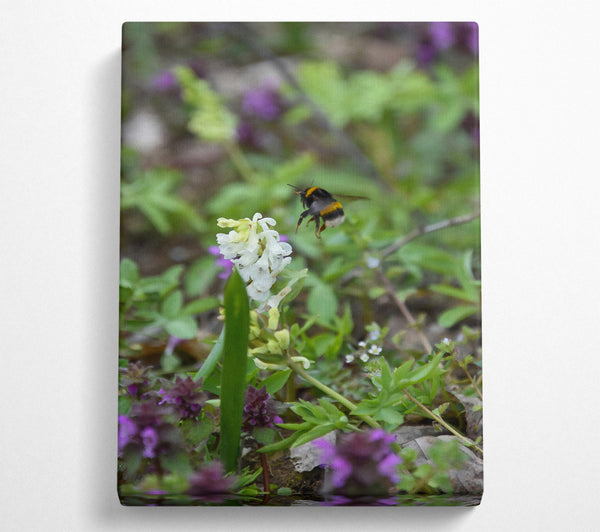  A Canvas Print of Green Bumble & White Bloom Canvas Wall Art