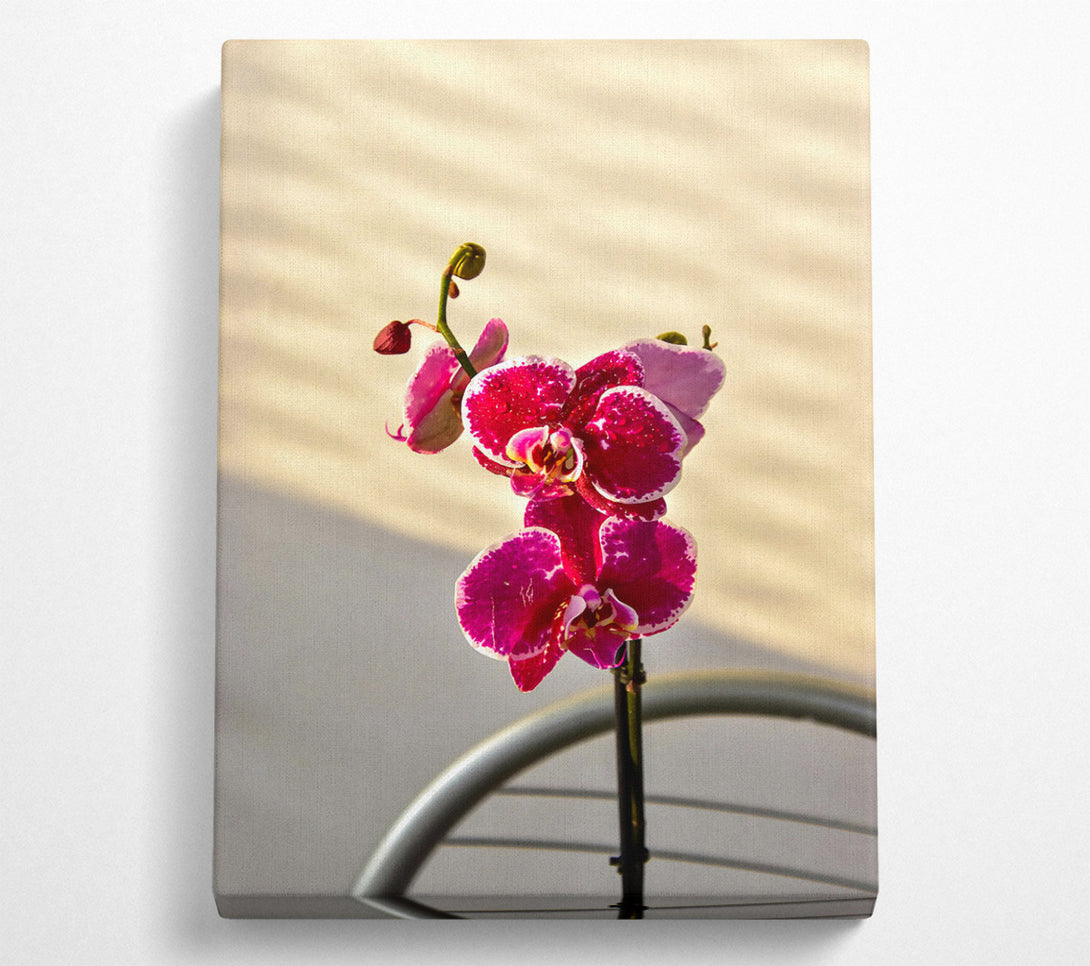  A Canvas Print of Fuchsia Orchid Bloom Canvas Print