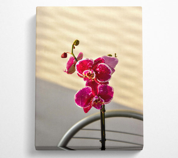  A Canvas Print of Fuchsia Orchid Bloom Canvas Print