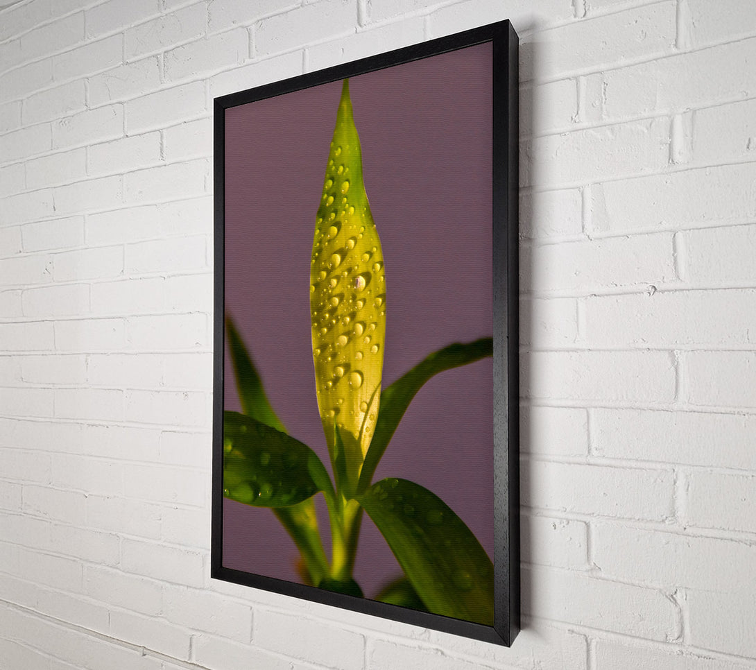  A Canvas Print of Golden Dewdrops Canvas Art