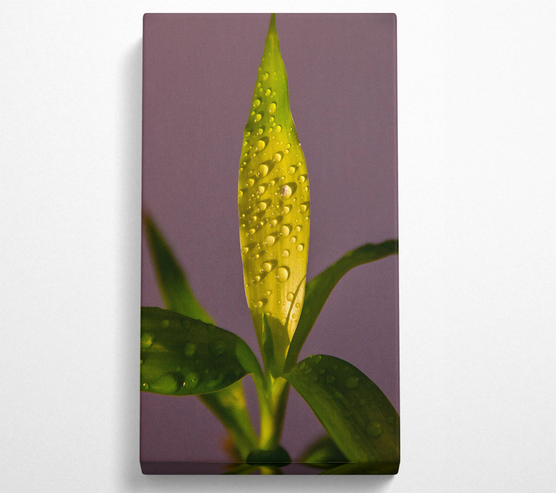  A Canvas Print of Golden Dewdrops Canvas Art